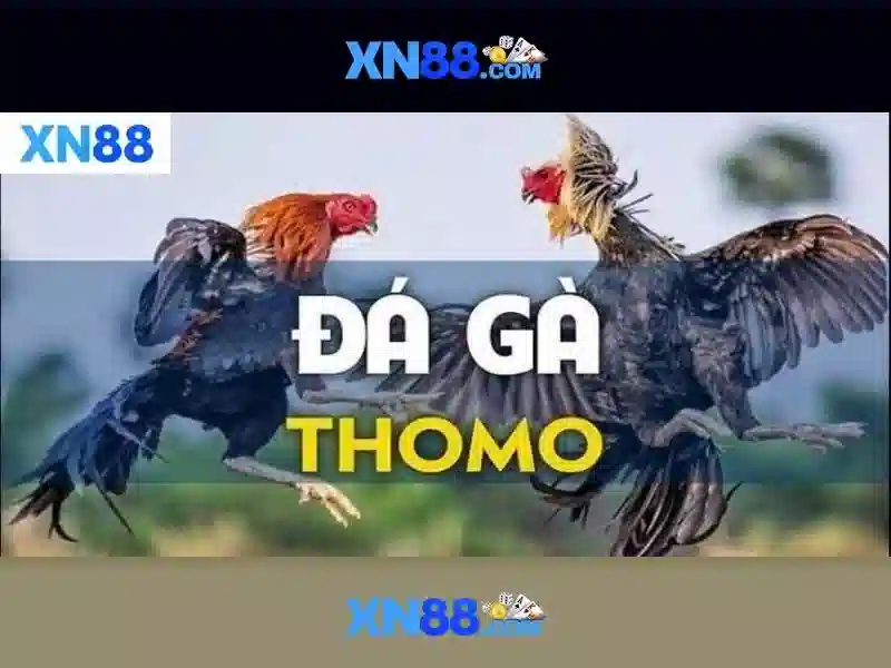 xn88: Nền tảng cá cược trực tuyến và trải nghiệm người dùng