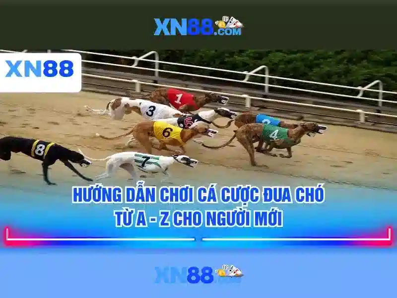 An toàn và bảo mật cho người chơi