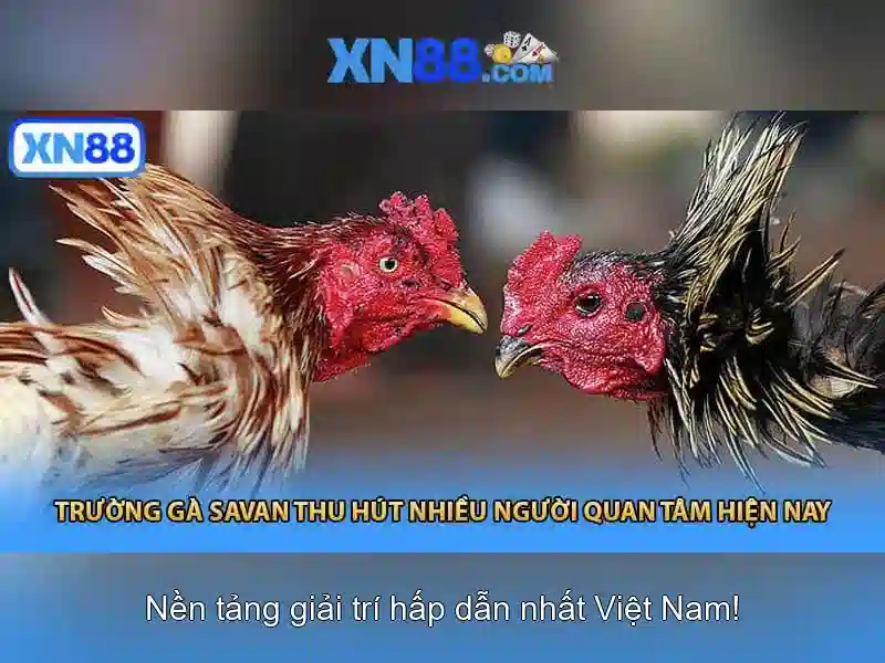 Khám phá xn88: nền tảng cược trực tuyến phổ biến