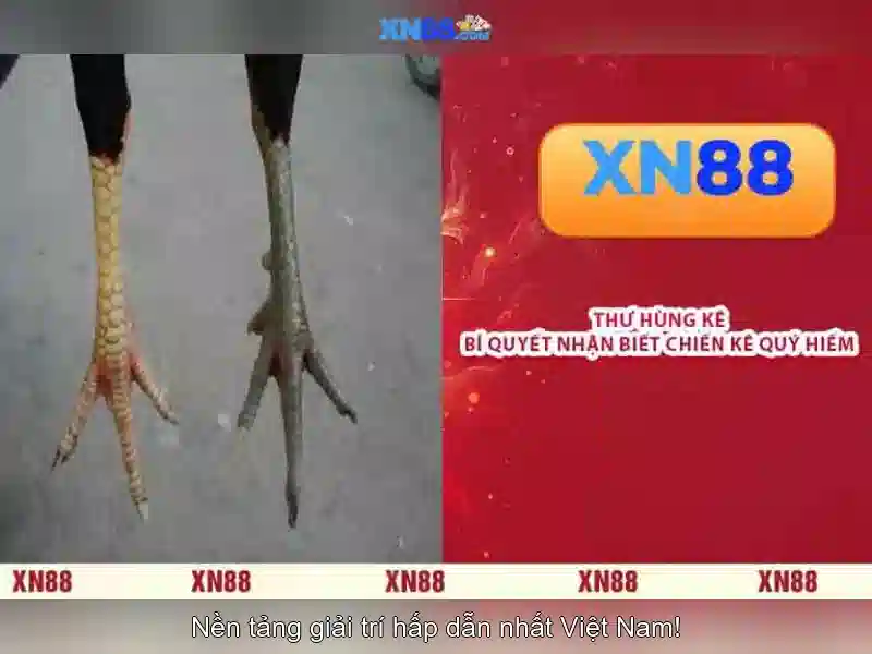xn88: Giới thiệu về nền tảng cược trực tuyến Giao diện nhà cái hoàn hảo
